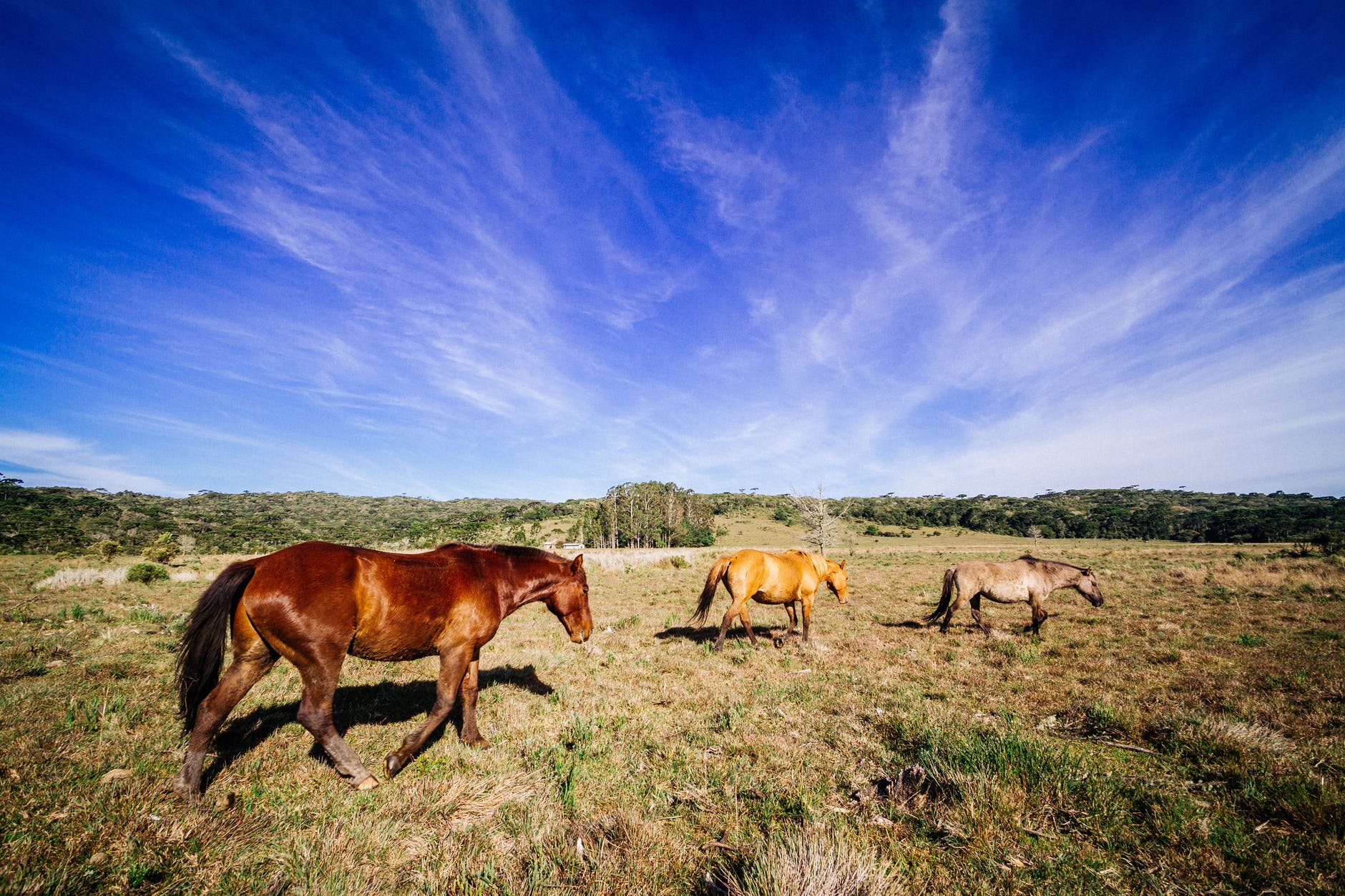 three brown yellow and gray horses at field